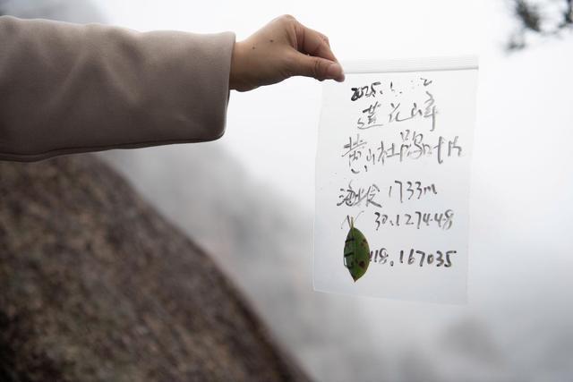 “双遗产”黄山：山峰“轮休” 美景常驻(图11)